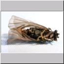 Stylops melittae - Faecherfluegler m56a 5mm Seitenlage von unten.jpg